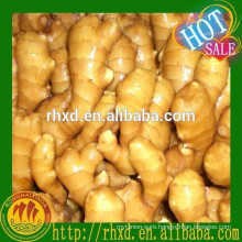 Clean, no rot and pest ginger root for sale
